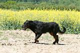 BEAUCERON 930